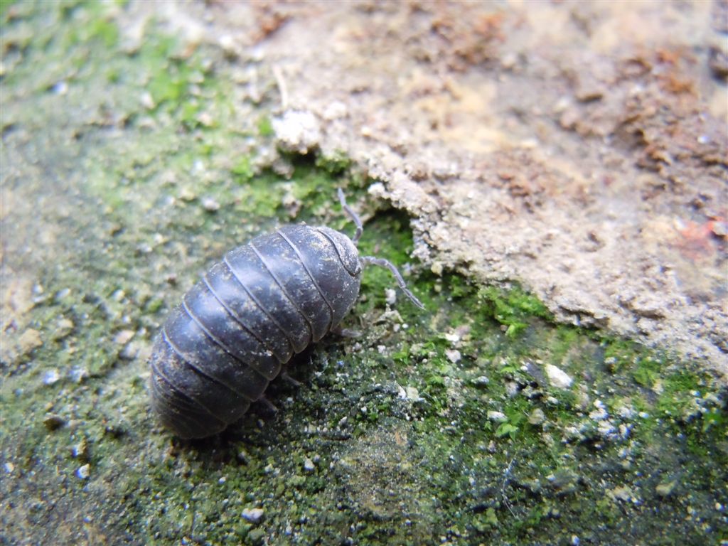 Armadillidium?